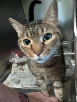 Mama -  Domestic Short Hair Cat for Adoption in Pine Grove, Pennsylvania - Mama | PetCurious