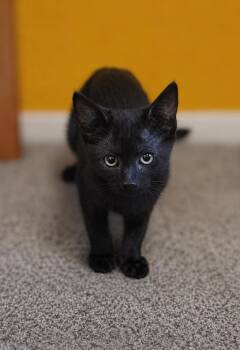 Roxanne -  Bombay Cat for Adoption in Fresno, California - Roxanne | PetCurious