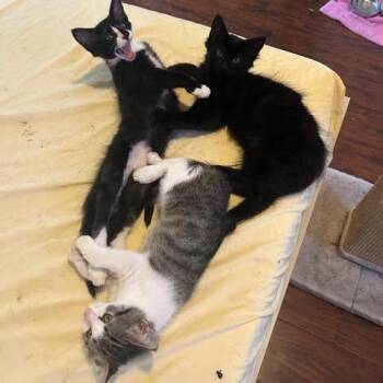 Oreo -  Domestic Medium Hair Cat for Adoption in Los Angeles, California - Oreo | PetCurious