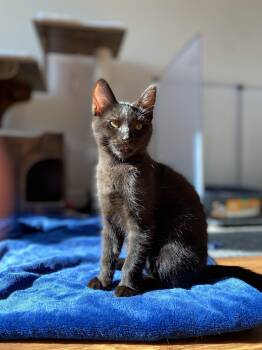 Rescue Domestic Short Hair Cats for Adoption in Benicia, California - Poppy | PetCurious