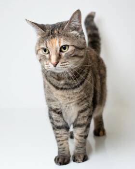 Domestic Short Hair Cats Available for Adoption in Boone, Iowa - Peeko | PetCurious