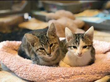 Toronto and Vancouver -  Domestic Short Hair Cat for Adoption in Oceanside, California - Toronto And Vancouver | PetCurious