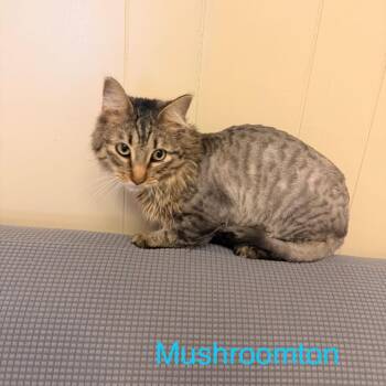 Domestic Long Hair Cats Available for Adoption in Buffalo, Minnesota - Mushroomton *Meet Me At Eden Prairie Petsmart* | PetCurious