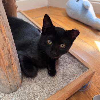 Coco -  Domestic Short Hair Cat for Adoption in San Francisco, California - Coco | PetCurious