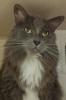 LUKE -  Domestic Long Hair Cat for Adoption in Loveland, Colorado - LUKE | PetCurious