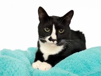 OTIS -  Domestic Short Hair Cat for Adoption in Fort Lauderdale, Florida - OTIS | PetCurious