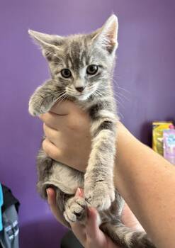 Pickles -  Domestic Short Hair Cat for Adoption in Salt Lake City, Utah - Pickles | PetCurious