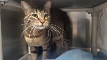 BOBBIE -  Domestic Short Hair Cat for Adoption in Pueblo, Colorado - BOBBIE | PetCurious