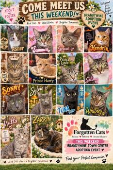 Brandywine PS Cat Adoption Event Sept. 25-27 -  Domestic Short Hair Cat for Adoption in Greenville, Delaware - Brandywine PS Cat Adoption Event Sept. 25-27 | PetCurious