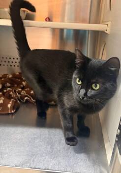 Filet Mignon -  Domestic Short Hair Cat for Adoption in Fort Lupton, Colorado - Filet Mignon | PetCurious