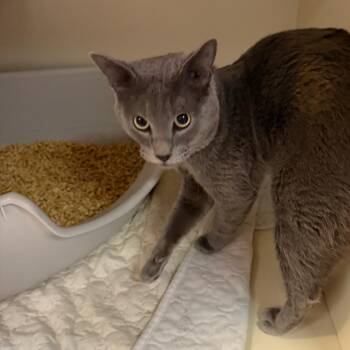 Memphis 54040 -  Domestic Short Hair Cat for Adoption in Las Vegas, Nevada - Memphis 54040 | PetCurious