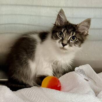 Cyclone -  Domestic Medium Hair Cat for Adoption in Palm Springs, California - Cyclone | PetCurious