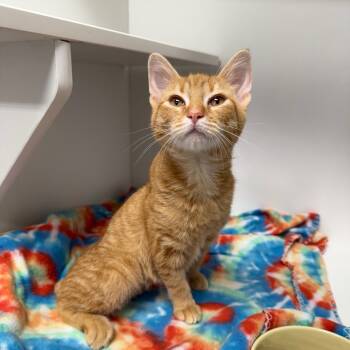 Rescue Domestic Short Hair Cats for Adoption in Port Richey, Florida - Chucky | PetCurious