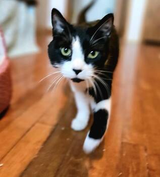 Rescue Domestic Short Hair Cats for Adoption in Grand Forks, North Dakota - FRIDA | PetCurious