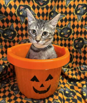 Rescue Domestic Short Hair Cats for Adoption in Oviedo, Florida - Kate | PetCurious