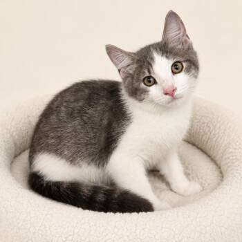 Peter -  Domestic Short Hair Cat for Adoption in Redwood Falls, Minnesota - Peter | PetCurious