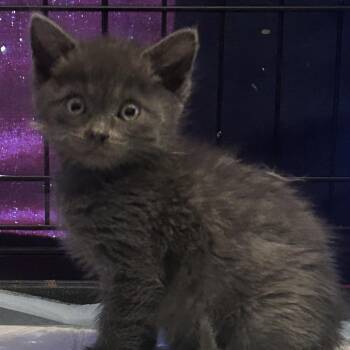 Ash -  Russian Blue and Domestic Short Hair Cat for Adoption in Calimesa, California - Ash | PetCurious