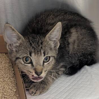 Sour Patch -  Domestic Short Hair Cat for Adoption in Clearwater, Florida - Sour Patch | PetCurious