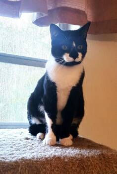 ANGELA -  Domestic Short Hair Cat for Adoption in Mooresville, North Carolina - ANGELA | PetCurious
