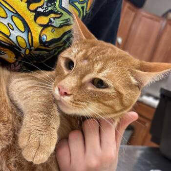 Stew - 063003U -  Domestic Short Hair Cat for Adoption in Tupelo, Mississippi - Stew - 063003U | PetCurious
