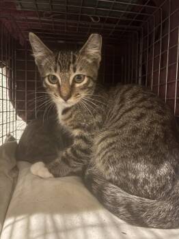 Rescue Domestic Short Hair Cats for Adoption in Lincoln, California - Schnitzel | PetCurious