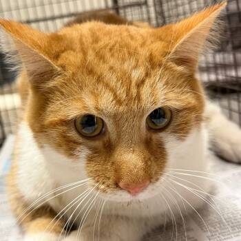 Rescue Domestic Short Hair Cats for Adoption in Yuma, Arizona - Cheeto | PetCurious