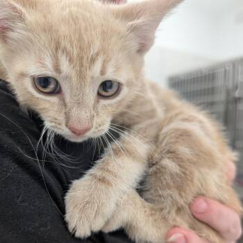 Skarsgard -  Domestic Short Hair Cat for Adoption in Winston-salem, North Carolina - Skarsgard | PetCurious