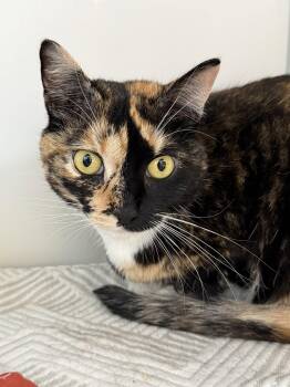 Ashes -  Calico Cat for Adoption in Alexandria, Virginia - Ashes | PetCurious