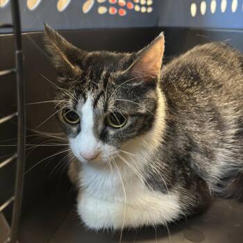 Bootsie -  Domestic Short Hair Cat for Adoption in Council Bluffs, Iowa - Bootsie | PetCurious