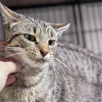 Rescue Domestic Short Hair Cats for Adoption in Chuckey, Tennessee - Licorice | PetCurious