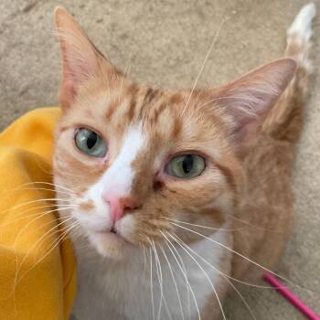 Peele -  Domestic Short Hair Cat for Adoption in Abingdon, Maryland - Peele | PetCurious