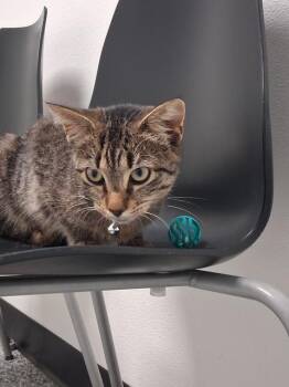 Pat -  Domestic Short Hair Cat for Adoption in Bryan, Ohio - Pat | PetCurious