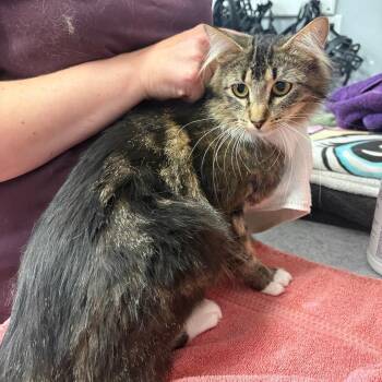 Empress -  Domestic Medium Hair Cat for Adoption in Spokane, Washington - Empress | PetCurious