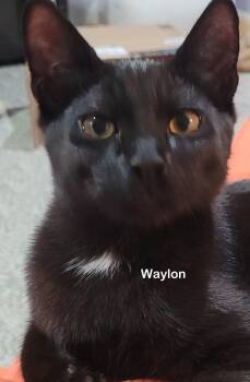 Waylon -  Domestic Short Hair Cat for Adoption in Portland, Oregon - Waylon | PetCurious