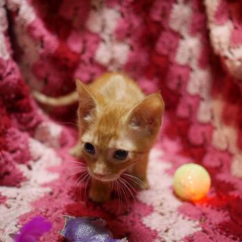 Rocket -  Domestic Short Hair Cat for Adoption in Wichita, Kansas - Rocket | PetCurious