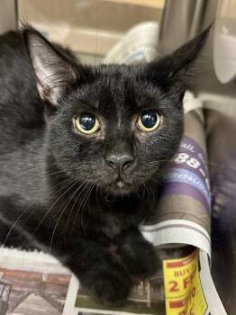 Booboo -  Domestic Short Hair Cat for Adoption in Wichita, Kansas - Booboo | PetCurious