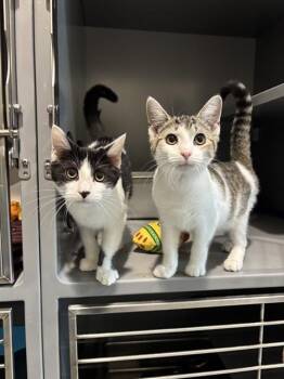 ARMAG -  Domestic Short Hair Cat for Adoption in Leesburg, Virginia - ARMAG | PetCurious