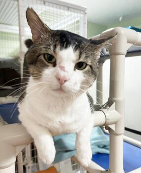 Rescue Tabby Cats for Adoption in Parkville, Missouri - Duke | PetCurious