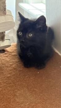 Crumpet -  Domestic Short Hair Cat Available for Adoption in Martinsburg, West Virginia - Crumpet | PetCurious