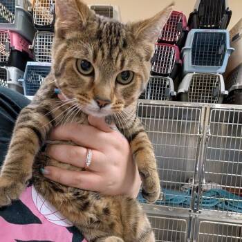 Domestic Short Hair Cats Available for Adoption - Pumba | PetCurious