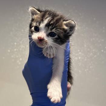 IVHS-Stray-138781 -  Domestic Short Hair Cat for Adoption in San Gabriel, California - IVHS-Stray-138781 | PetCurious