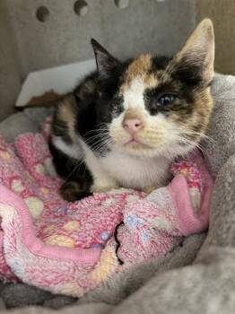 CHAI -  Domestic Short Hair Cat for Adoption in Tallahassee, Florida - CHAI | PetCurious
