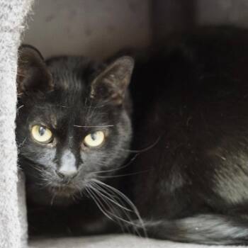 Mister -  Domestic Short Hair Cat for Adoption in St. George, Utah - Mister | PetCurious