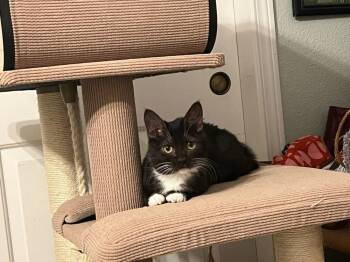 Domestic Short Hair Cats Available for Adoption - Boots - Hermoine | PetCurious