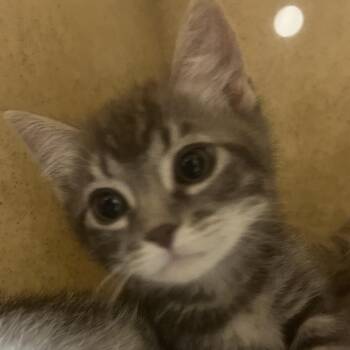 Rolex -  Domestic Short Hair Cat for Adoption in Reno, Nevada - Rolex | PetCurious