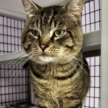 Tracker - Social Big Guy -  Tabby Cat for Adoption in Hoquiam, Washington - Tracker - Social Big Guy | PetCurious