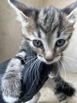 Blair -  Domestic Short Hair Cat for Adoption in Victorville, California - Blair | PetCurious