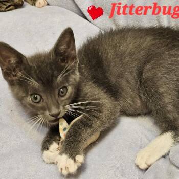 Jitterbug -  Domestic Short Hair Cat for Adoption in Westminster, California - Jitterbug | PetCurious