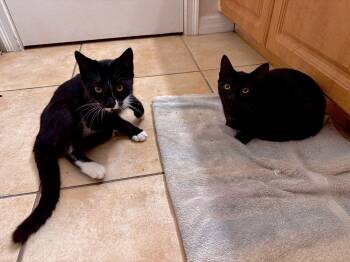 Rescue Domestic Short Hair Cats for Adoption in Bonita Springs, Florida - Kiwi (M) And Kasey (F) | PetCurious