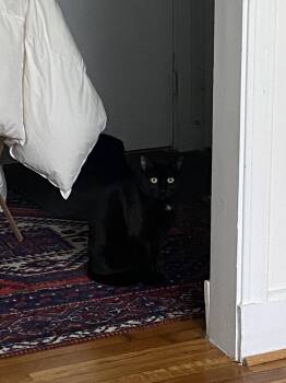 Lagoon -  Domestic Short Hair Cat Available for Adoption - Lagoon | PetCurious